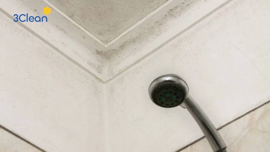 Nấm mốc hình thành do độ ẩm cao và thông gió kém, gây mất thẩm mỹ và ảnh hưởng sức khỏe