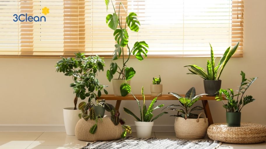 Việc sử dụng cây cũng cần được vệ sinh kỹ đất trồng và khu vực đế cây để hạn chế ẩm
