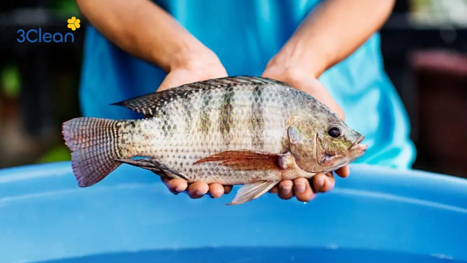 Cách chọn cá rô phi tươi ngon