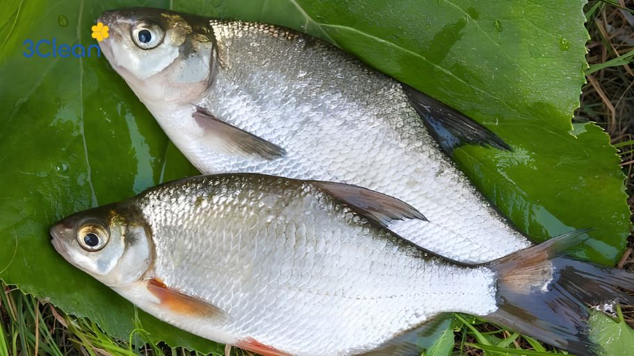 Kinh nghiệm chọn cá mè tươi ngon