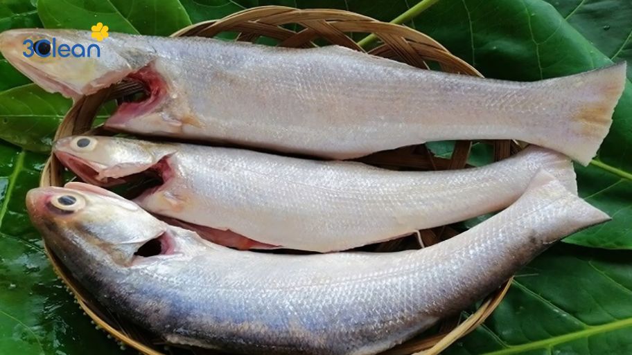 Cá chét làm món gì ngon? Khám phá hương vị từ cá chét Làm sao để sơ chế cá chét sạch và bớt tanh?